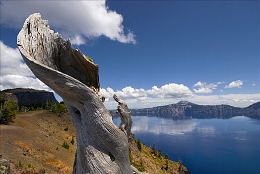 树桩,湖岸,火山湖,火山湖国家公园,俄勒冈,美国