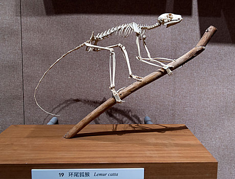 环尾狐猴骨架