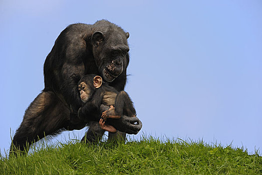 黑猩猩,幼仔