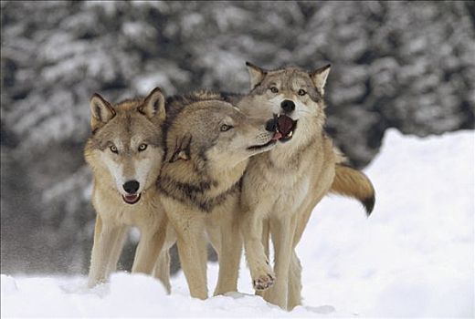 大灰狼,狼,三个,玩,雪中,蒙大拿