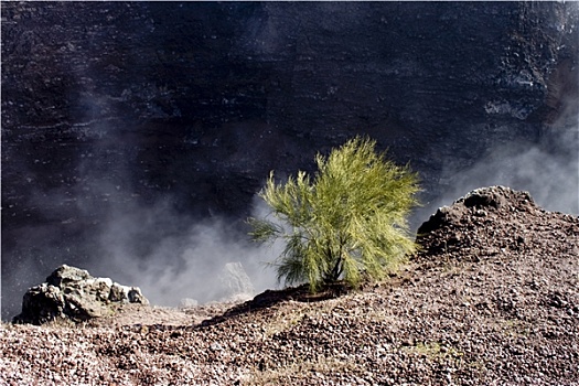 灌木,边缘,维苏威火山