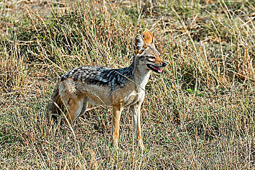 黑背狐狼,马赛马拉国家保护区,肯尼亚,非洲