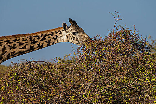 肯尼亚山国家公园长颈鹿