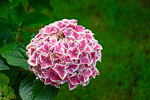 八仙花绣球花