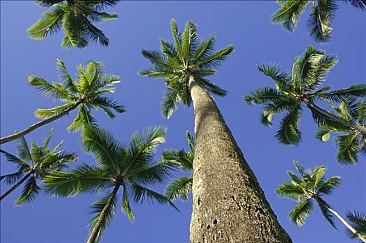 棕榈树,海滩,瓦胡岛,夏威夷,美国