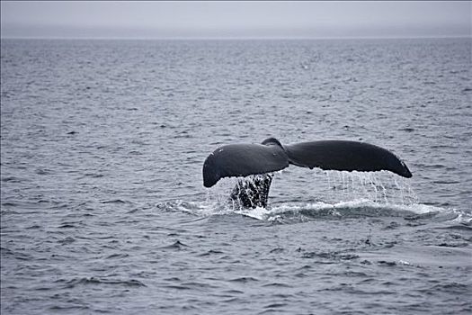 驼背鲸,大翅鲸属,鲸鱼,鲸跃,海中,彼得斯堡,阿拉斯加,美国