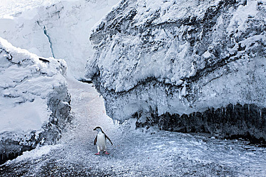 南极,南设得兰群岛,帽带企鹅,阿德利企鹅属,走,雪,斜坡,欺骗岛