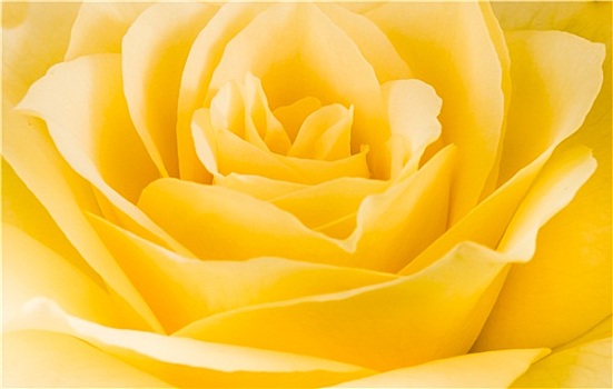 亲密,特写,黄玫瑰,花