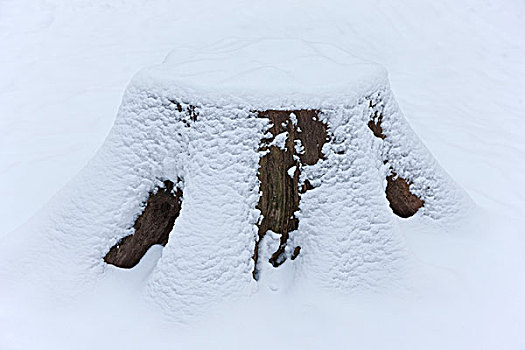 树桩,积雪