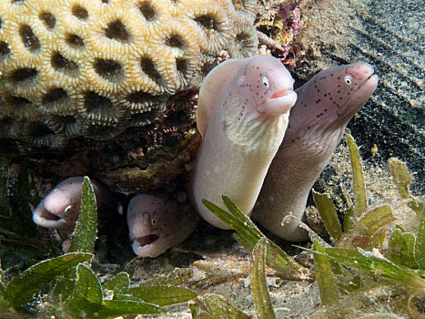 海鳗