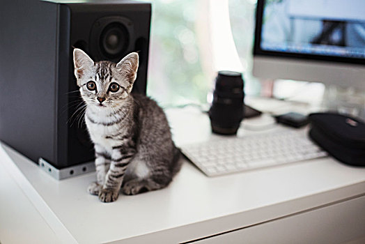 特写,灰色,虎斑猫,坐,书桌,靠近,电脑,扬声器