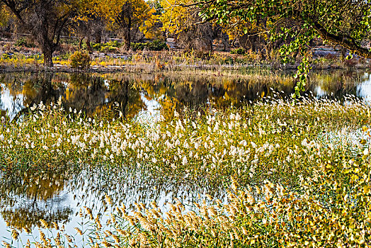 新疆,秋色,黄叶,树林,水塘,水草