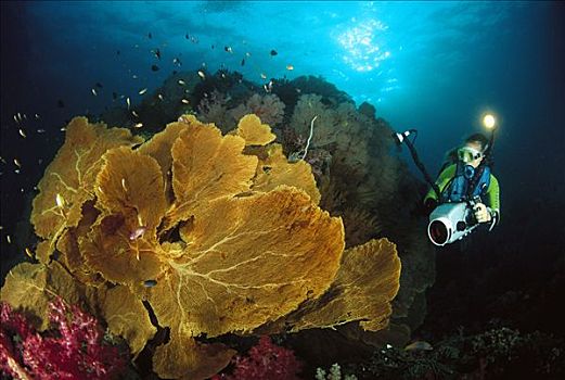 潜水,拍摄,摄像机,黄色,软珊瑚,苏梅岛,安达曼海,泰国