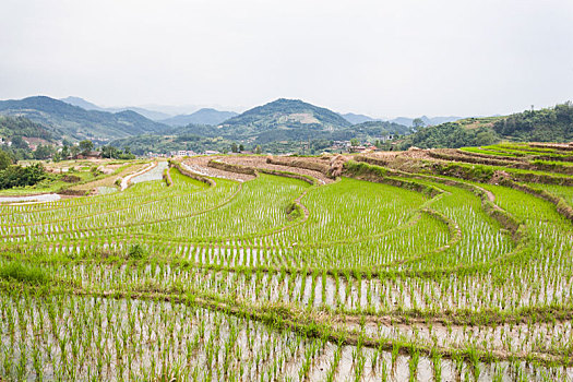 陕西,漩涡,梯田