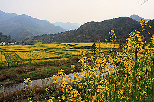 皖南油菜花风景