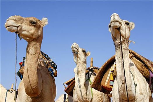 三个,骆驼,颈部,头部,利比亚