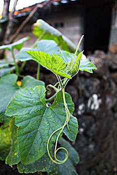 瓜藤图片_瓜藤图片大全_瓜藤图片素材