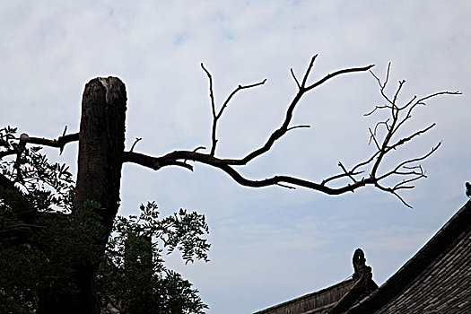 树枝与屋脊