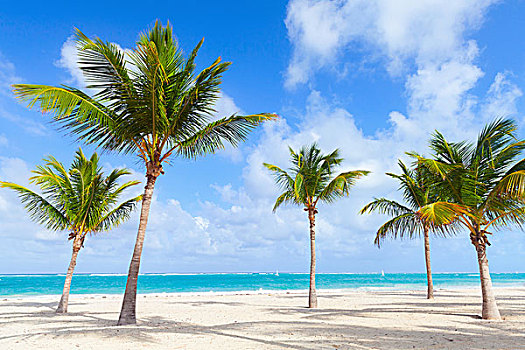 棕榈树,生长,空,海滩,白沙,海岸,大西洋,多米尼加共和国