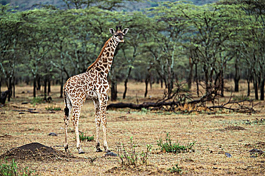 肯尼亚,马赛马拉国家保护区,幼仔,长颈鹿,马赛长颈鹿,大幅,尺寸