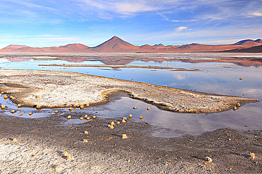 玻利维亚,泻湖,红色,浅,盐湖,西南方,高原,安第斯,动物,国家级保护区