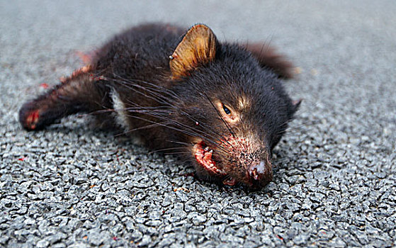 袋獾,杀死,途中,塔斯马尼亚,澳大利亚