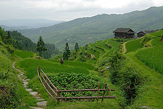 稻米,平台,木质,房子,贵州,华南,亚洲
