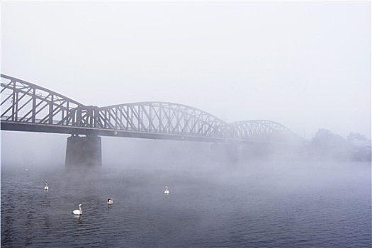 桥,雾