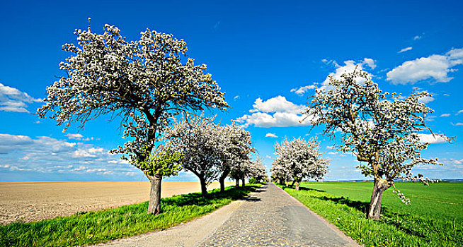 德国,萨克森安哈尔特,靠近,花,樱桃树,乡间小路