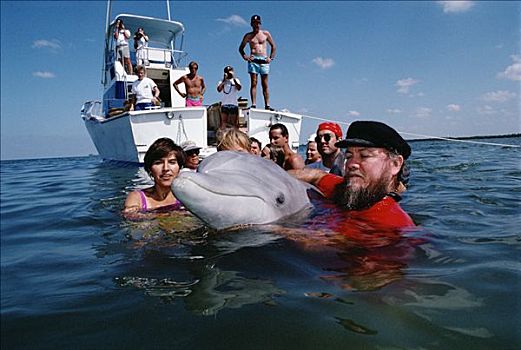 宽吻海豚,两个,岁月,学习,加利福尼亚,佛罗里达