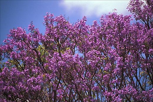 小树林,紫色,蓝花楹,树,蓝天背景