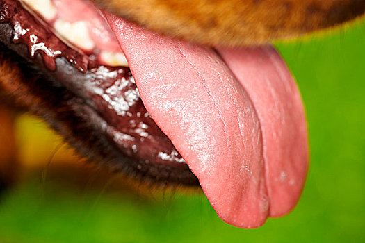 罗特韦尔犬,展示,湿,舌头
