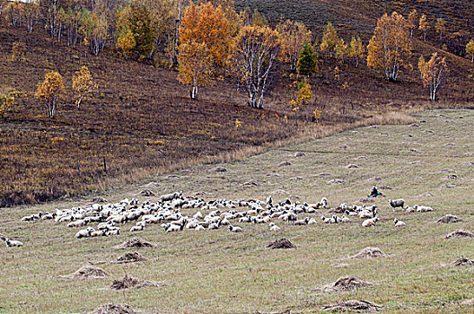 休息的羊群