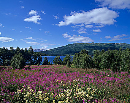 风景,靠近,绣线菊属植物,旋果蚊草子,柳兰,诺尔兰郡,挪威,斯堪的纳维亚,欧洲