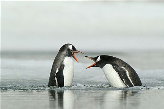 巴布亚企鹅,争斗,水,扬基,港口,欺骗岛,南极