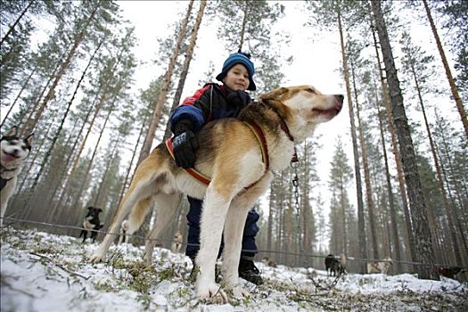 芬兰,区域,北方,拉普兰,男孩,哈士奇犬,针叶树,树林