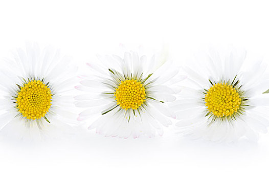 三个,雏菊,白色背景