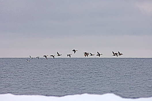 美国,阿拉斯加,希望,楚科奇海,绒鸭,欧绒鸭,鸭子,鸽子,海雀,飞行,领着,浮冰,春天,迁徙