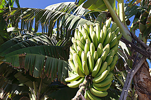 加那利群岛,香蕉,香蕉树,种植园,靠近,圣安德烈斯岛,帕尔玛,加纳利群岛,西班牙,欧洲