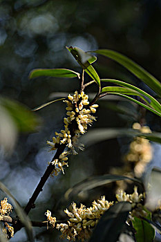 野花