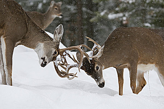 白尾鹿,公鹿,打斗,雪中