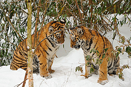 西伯利亚虎,虎,幼兽