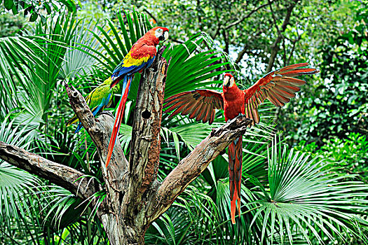 深红色,金刚鹦鹉,树桩,海湾群岛,洪都拉斯