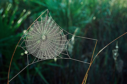 球体,蜘蛛网,遮盖,露珠,新墨西哥,美国