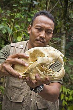 虎,头骨,国家公园,苏门答腊岛,印度尼西亚