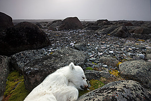 挪威,斯瓦尔巴特群岛,北极熊,幼兽,卧,死,荒芜,风景,岛屿