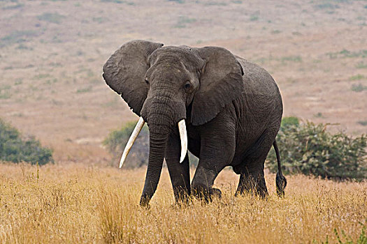 非洲,坦桑尼亚,公象,恩戈罗恩戈罗火山口