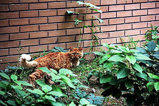 德国法兰克福花园中的猫