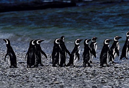 企鹅,福克兰群岛