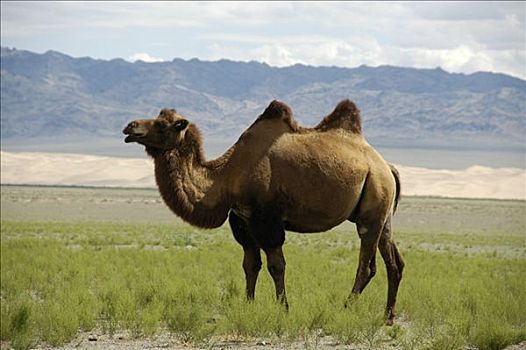 骆驼,戈壁沙漠,国家公园,蒙古